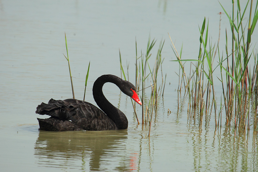 Cigno nero